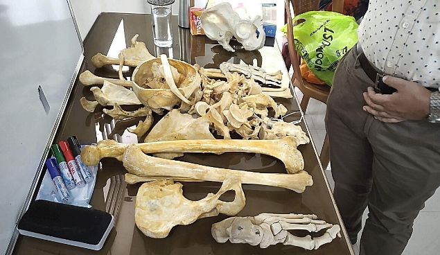Human Bones Shown On Classroom